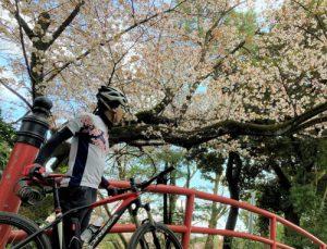 桜サイクリング