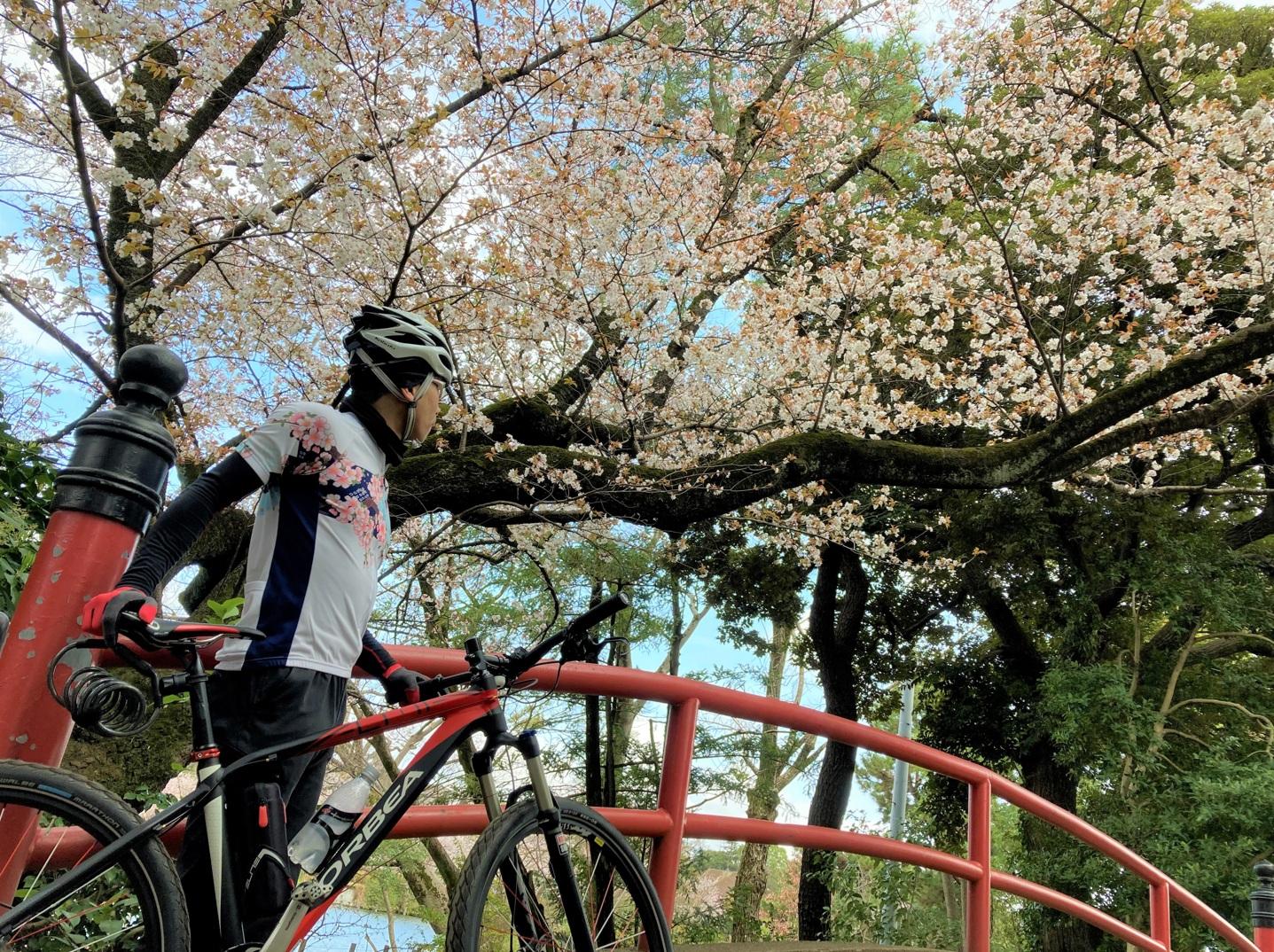senzokuikesakura